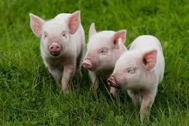 Фермерское - свиноводческое хозяйство